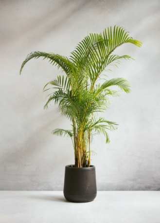 黃椰子盆栽 黃椰子盆栽