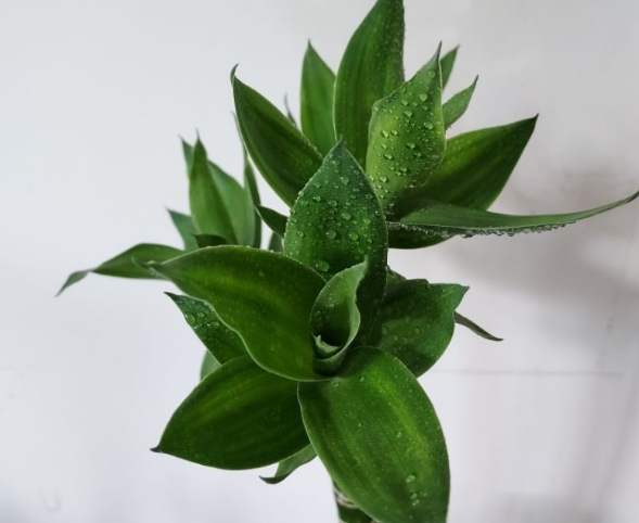 植物壽命影響因素 植物壽命影響因素