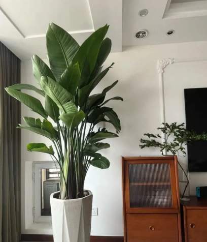 室內植物高度控制 室內植物高度控制