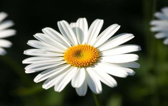 雛菊花語象徵 雛菊花語象徵