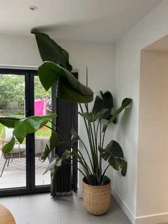 天堂鳥太高 天堂鳥太高