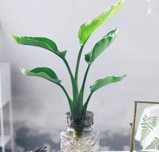 水培天堂鳥 水培天堂鳥