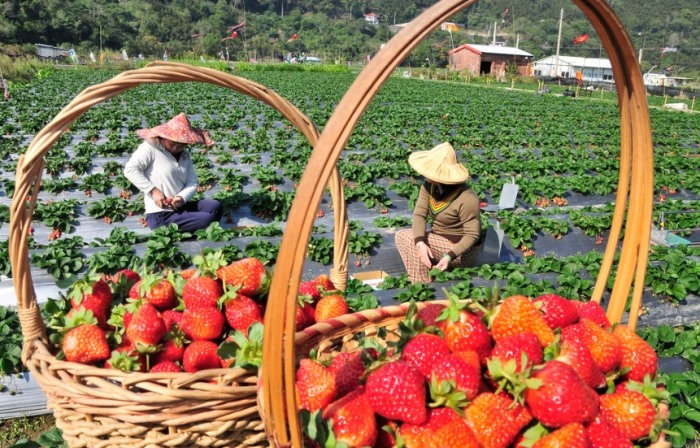 苗栗採草莓月份 苗栗採草莓月份