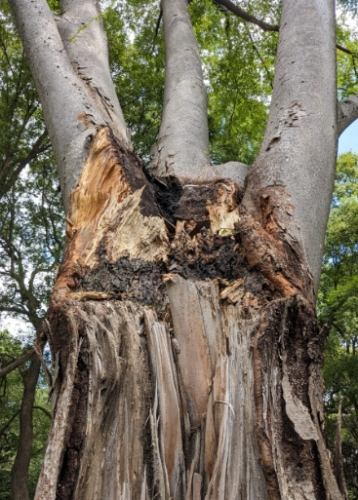 樹木病害診斷 樹木病害診斷