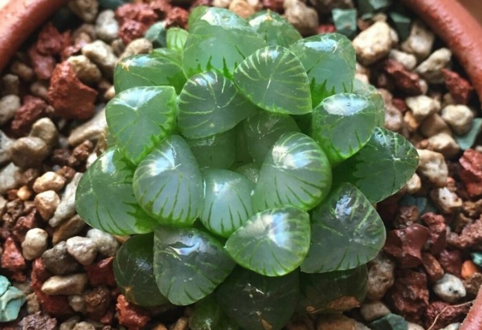 香港多肉植物土壤