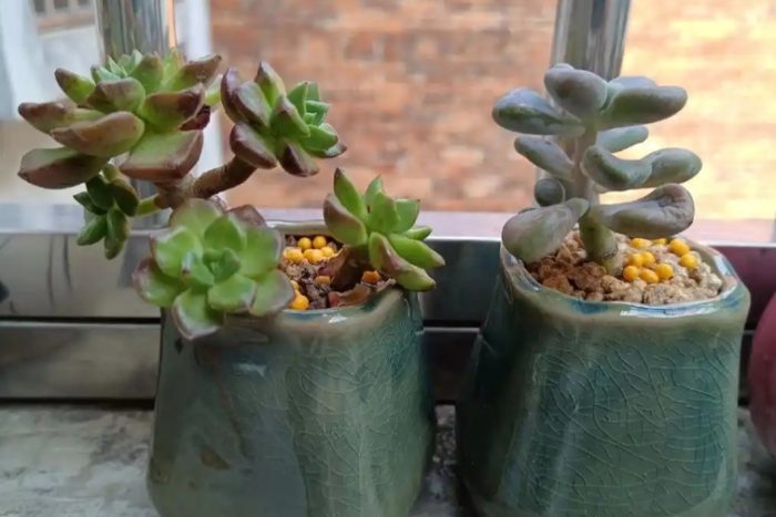 多肉曬太陽時間