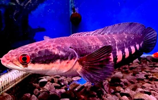 帝王雷龍介紹 帝王雷龍介紹