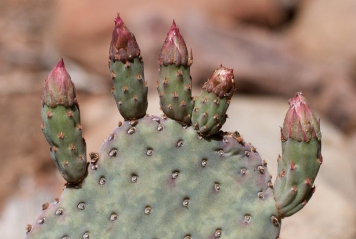 拯救仙人掌技巧