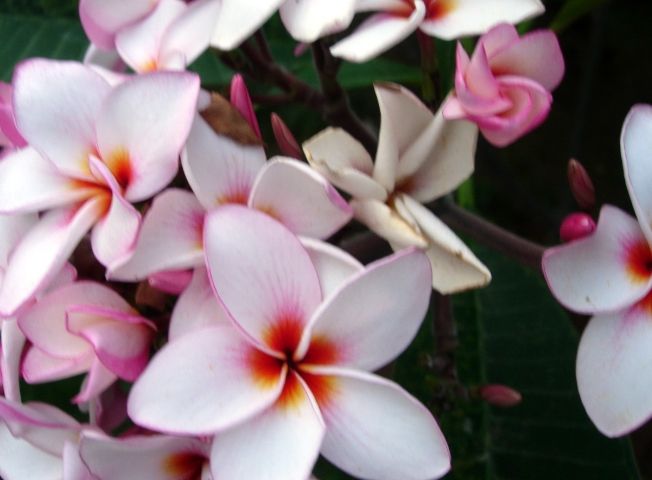 雞蛋花不開花原因 雞蛋花不開花原因