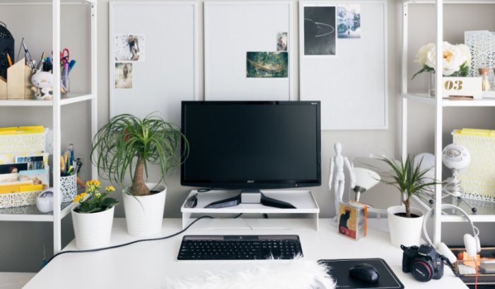 办公桌适合放什么植物