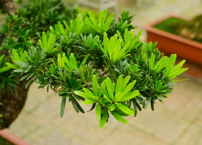 羅漢松蚜蟲防治 羅漢松蚜蟲防治