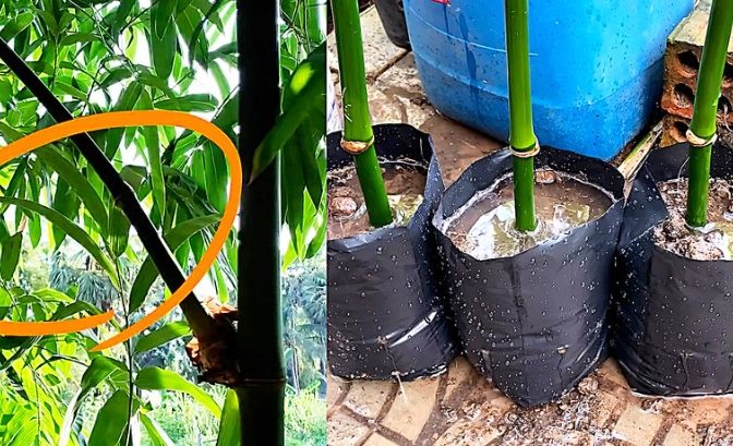 高壓法步驟 高壓法步驟