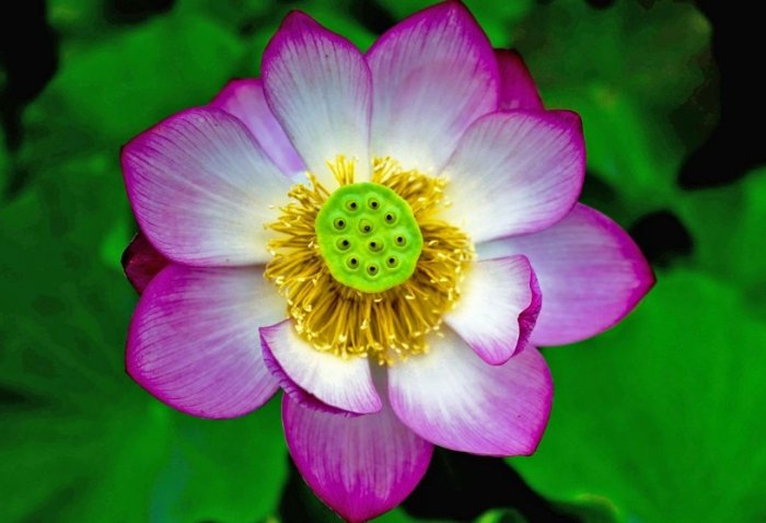 四季開花植物 四季開花植物