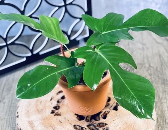 龍爪植物 龍爪植物