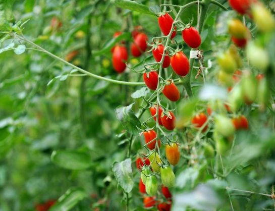 小番茄種植間距