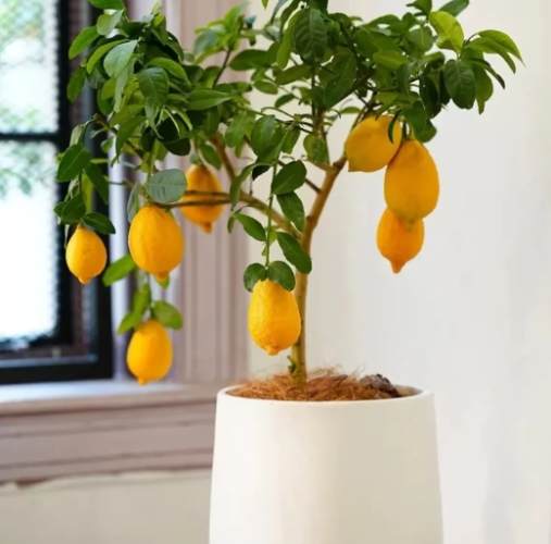 家居植物種植 家居植物種植