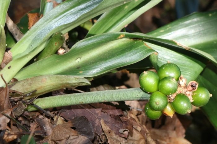 如意萬年青 養護