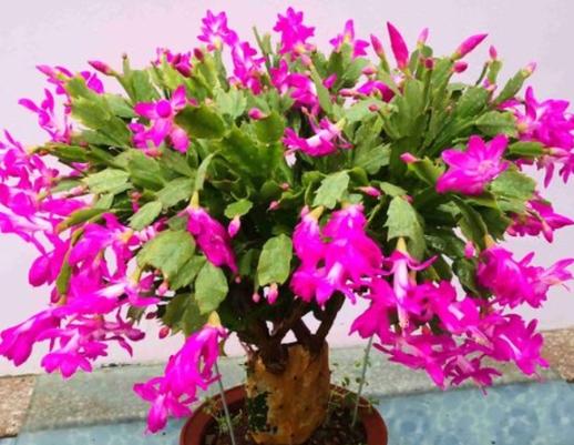 仙人掌爛根處理 仙人掌爛根處理