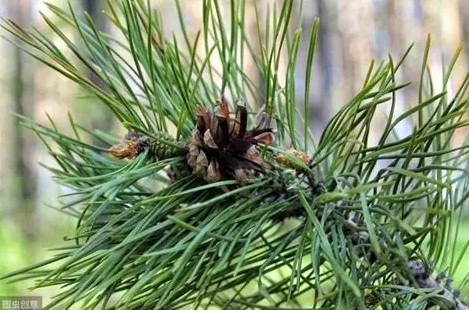 松樹種子發芽時間 松樹種子發芽時間