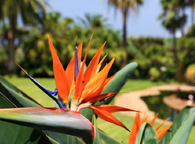 天堂鳥開花條件 天堂鳥開花條件