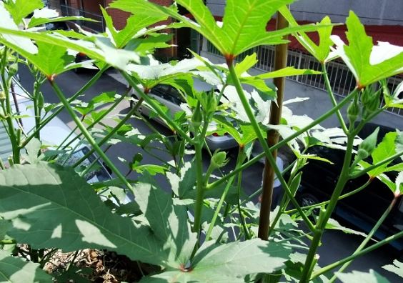 不用照顧的蔬菜 不用照顧的蔬菜