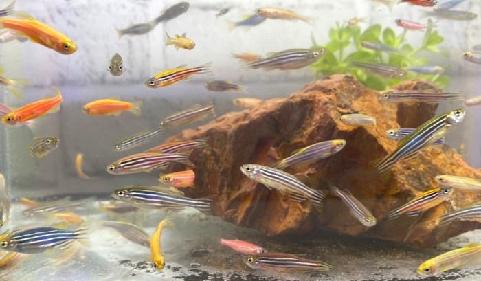 螢光磚魚飼養方法 螢光磚魚飼養方法