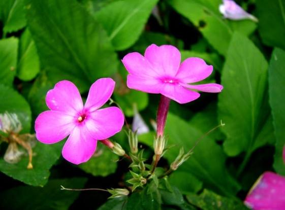 五瓣花象徵 五瓣花象徵