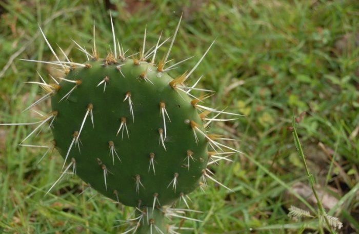 仙人掌變黑原因 仙人掌變黑原因