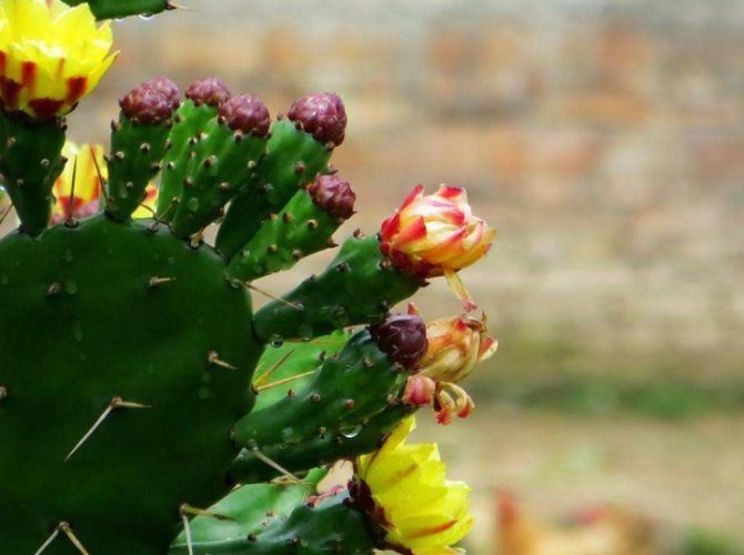 多肉植物生長週期