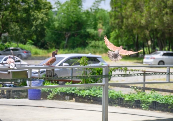 親子農場體驗 親子農場體驗