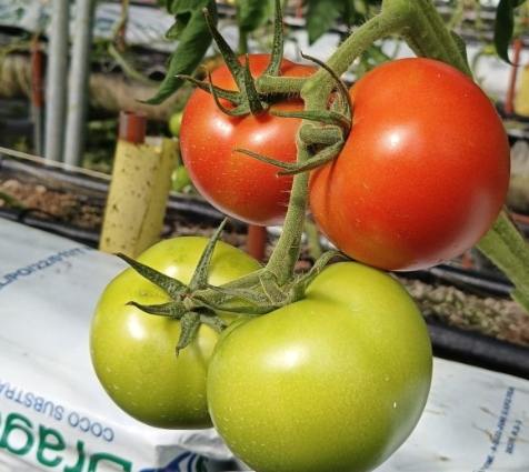 牛番茄栽培管理