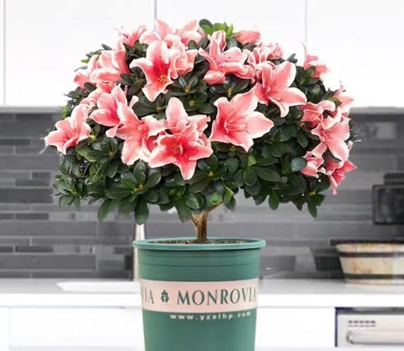 杜鵑花可以放室內嗎 杜鵑花可以放室內嗎