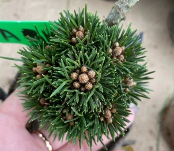 黑松種子 黑松種子