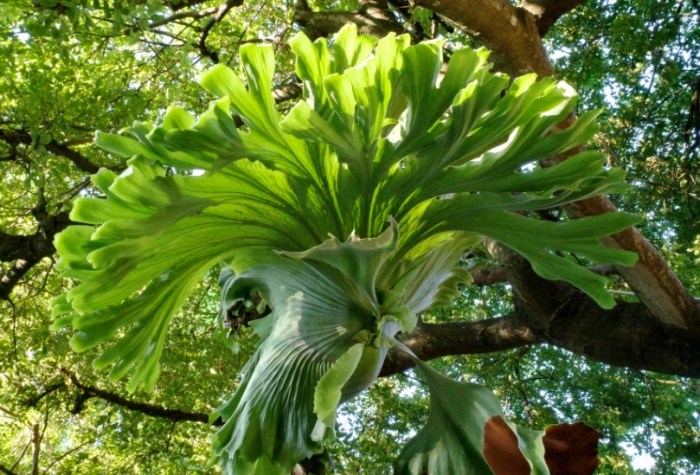 鹿角蕨 分株 季節 鹿角蕨 分株 季節