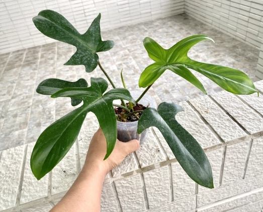 斑葉龍爪蔓綠絨