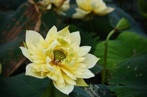 金蓮荷花 金蓮荷花