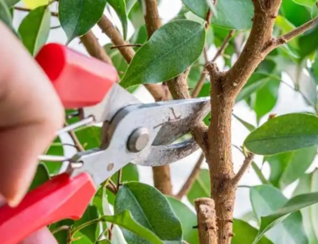 盆栽修剪步驟 盆栽修剪步驟