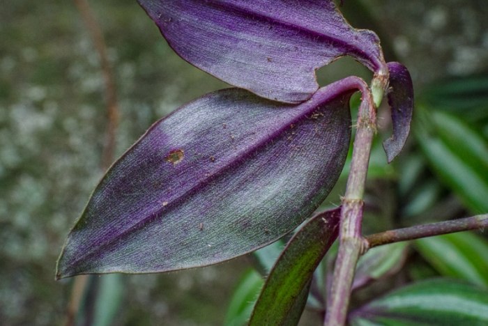 紫背鴨跖草繁殖