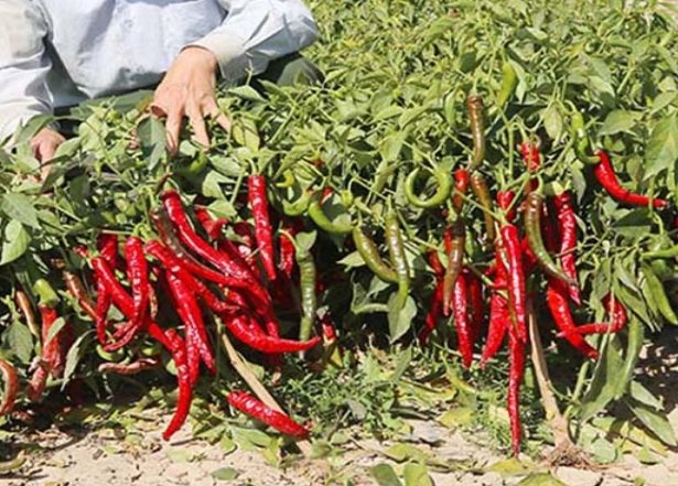 辣椒种植时间 辣椒种植时间