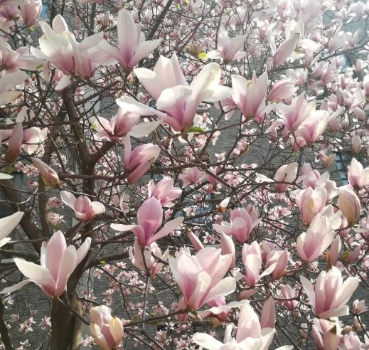 玉蘭花照顧 玉蘭花照顧