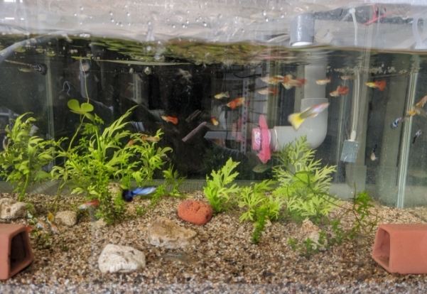 生態魚缸設置 生態魚缸設置