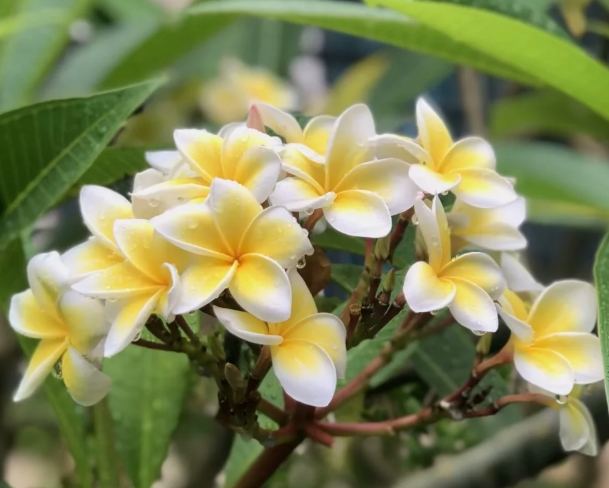 雞蛋花室內養護 雞蛋花室內養護