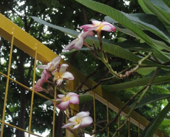 雞蛋花國花 雞蛋花國花