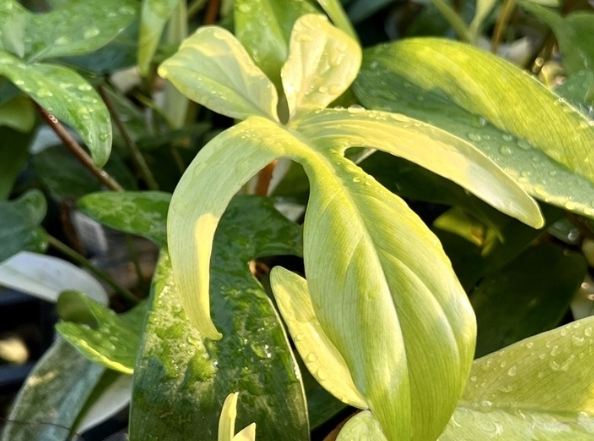 幽靈蔓綠絨 繁殖 幽靈蔓綠絨 繁殖