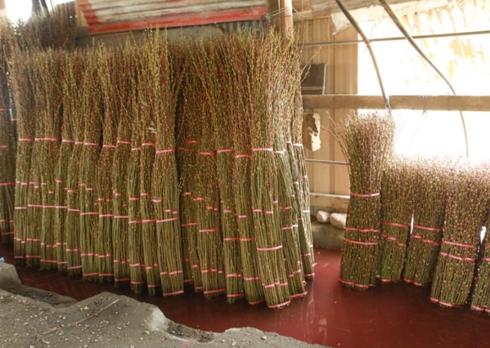 銀柳處理方法 銀柳處理方法