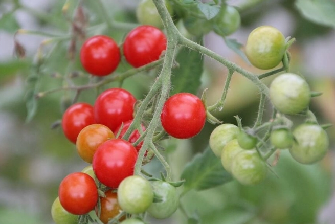 番茄籽可以種嗎？完整指南：從種子到豐收的實用秘訣