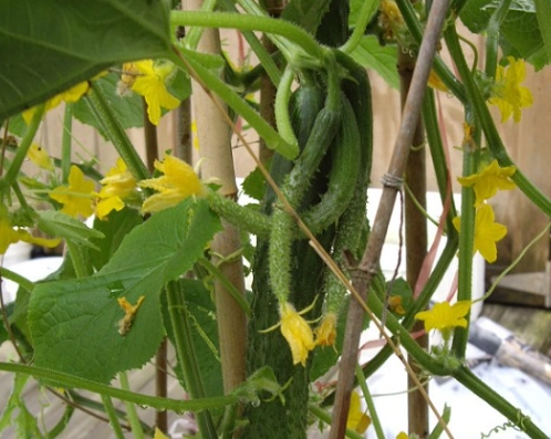 小黃瓜黃葉怎麼辦