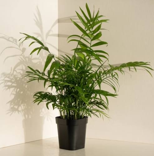 袖珍椰子病蟲害 袖珍椰子病蟲害