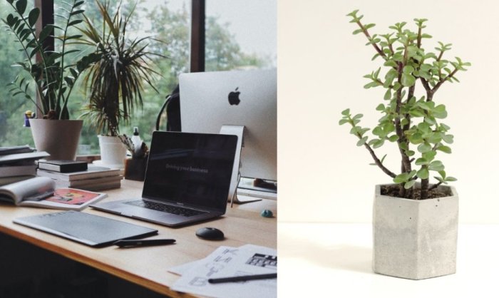 辦公室桌上植物 辦公室桌上植物