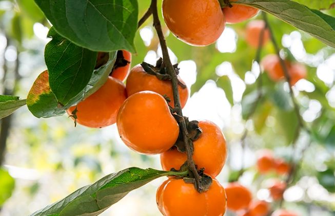 高壓繁殖柿子 高壓繁殖柿子